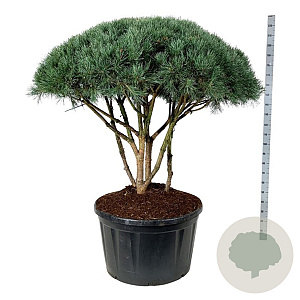 Pinus sylv. 'Watereri' 120-150 cm cont. 285L