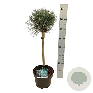 Pinus sylv. 'Watereri' 40 cm stam 5,0L