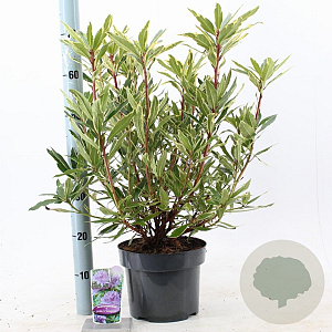 Rhododendron pont. 'Variegatum' 30-40 cm 5,0L