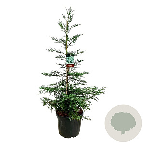 Sequoia semp. 'Steel Blue' 150-175 cm cont. 55L extra