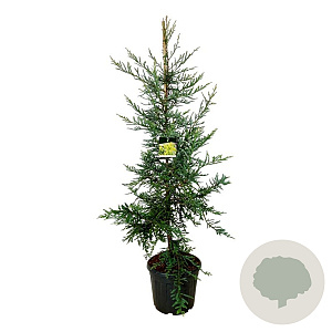 Sequoia s. 'Adpressa' 170-200 cm cont. 55L extra