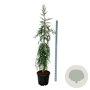 Sequoia s. 'Mt. Loma Prieta Spike' 200-225 cm cont. 55L extra