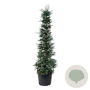 Sequoia s. 'Xeno' 200-250 cm cont. 90L extra