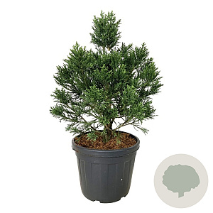 Sequoiadendron gig. 'Clayton' 80-100 cm cont. 55L extra