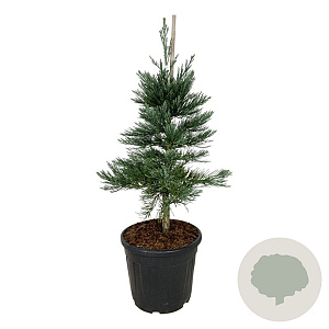 Sequoiadendron g. 'Glaucum' 80-100 cm 30L extra