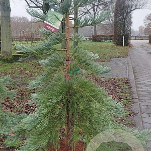 Sequoiadendron g. 'H. Mammoth One' 225-250 cm cont. 230L solitair