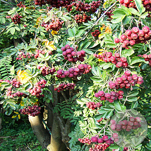 Sorbus 'Grananatnaja' 6-8 HO 18L