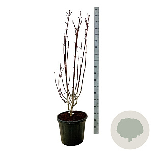 Staphylea colchica 125-150 cm 30L extra