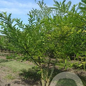 Styphnolobium japonicum 175-200 cm draadkluit meerstammig