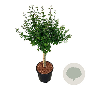 Syringa Bloomerang Pink Perfume 60 cm stam 15L