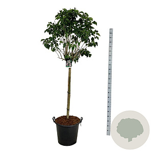 Syringa v. Beauty of Moscow 120 cm stam cont. 55L extra