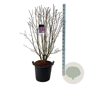 Syringa v. 'Charles Joly' 125-150 cm cont. 55L extra
