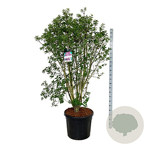 Syringa v. 'Charles Joly' 150-175 cm cont. 90L extra