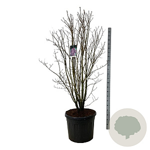 Syringa v. 'Charles Joly' 150-175 cm cont. 90L extra