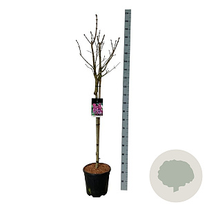 Syringa v. 'Michel Buchner' 90 cm stam 15L