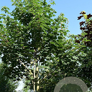 Acer pseudoplatanus 80-100 cm wortelgoed 2-jarig verplante zaailin