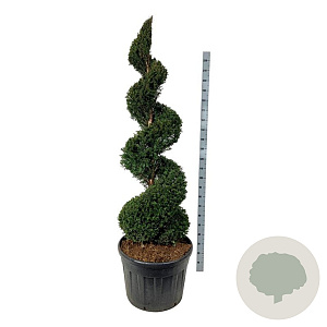 Taxus baccata 175-200 cm cont. 130L spiraal