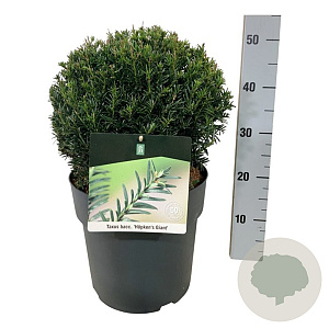 Taxus b. 'Höpken's Gigant' 30-35 cm 10L bol
