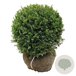 Taxus b. 'Höpken's Gigant' 45-50 cm met kluit bol extra