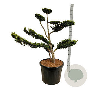 Taxus cuspidata nana 80-100 cm cont. 70L bol