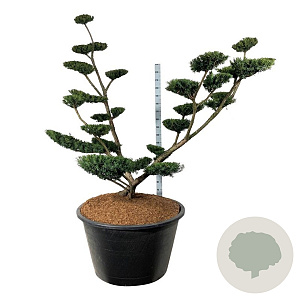Taxus media 'Farmen' 200-225 cm cont. 500L bonsai