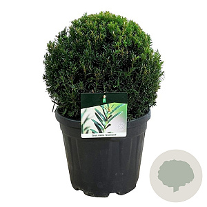 Taxus media 'Groenland' 30-35 cm 10L bol