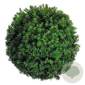 Taxus media 'Groenland' 30-35 cm 10L bol