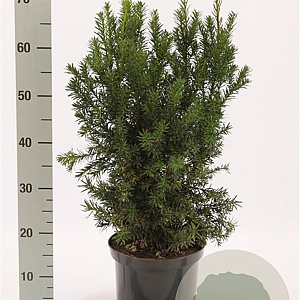 Taxus media 'Hicksii' 50-60 cm met kluit