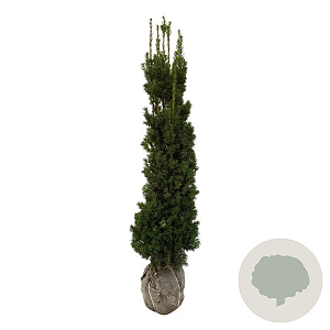 Taxus media 'Viridis' 140-160 cm met kluit extra