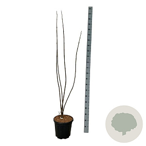 Tetradium daniellii 100-125 cm 15L