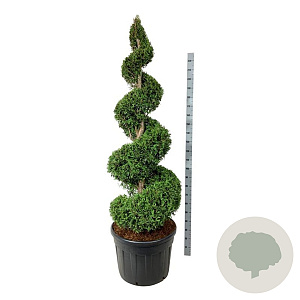 Thuja occ. 'Brabant' 175-200 cm cont. 130L spiraal