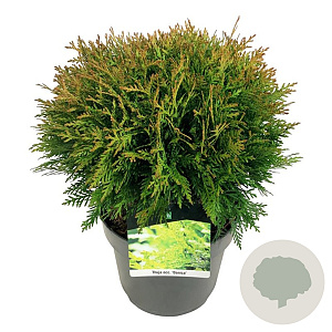 Thuja occ. 'Danica' 35 cm 6,5L