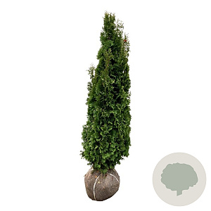Thuja occ. 'Degroot's Spire' 140-160 cm met kluit extra
