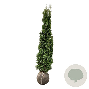 Thuja occ. 'Degroot's Spire' 160-180 cm met kluit extra