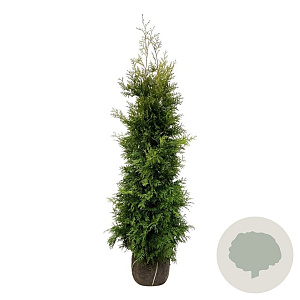 Thuja occ. 'Golden Brabant' 180-200 cm met kluit extra