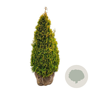 Thuja occ. Golden Smaragd 80-100 cm met kluit extra