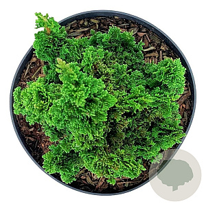 Thuja occ. Primo 15-20 cm 5,0L