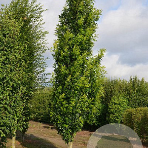 Acer rubrum 'Green Pillar' 18-20 cm cont. 70L solitair