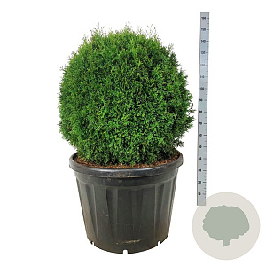 Thuja occ. 'Smaragd' 100 cm cont. 180L bol