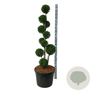 Thuja occ. 'Smaragd' 150-175 cm cont. 90L vormen