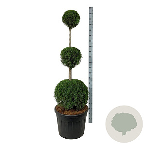 Thuja occ. 'Smaragd' 150-175 cm cont. 90L trio bol