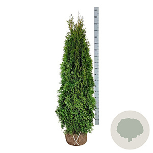 Thuja occ. 'Smaragd' 160-180 cm met kluit extra