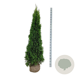 Thuja occ. 'Smaragd' 180-200 cm met kluit extra