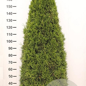 Thuja occ. 'Smaragd' 180-200 cm met kluit extra