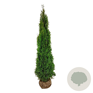 Thuja occ. 'Smaragd' 200-225 cm met kluit extra