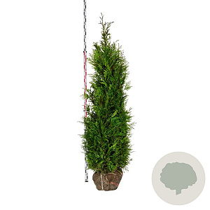 Thuja pl. 'Martin' 180-200 cm met kluit extra