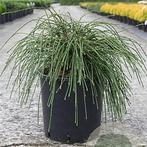 Thuja pl. 'Whipcord' 50-60 cm 15L