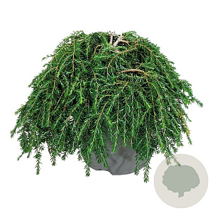 Tsuga can. 'Cole's Prostrate' 30-40 cm 6,5L