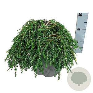 Tsuga can. 'Cole's Prostrate' 30-40 cm 6,5L