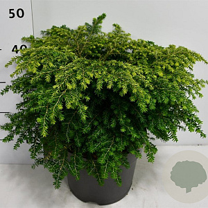 Tsuga can. 'Green Globe' 50-60 cm 15L